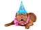 French Mastiff puppy with in party cone