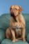 French Mastiff sitting on armchair