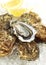 FRENCH OYSTER MARENNES D`OLERON ostrea edulis ON ICE