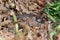 French partridge alectoris rufa