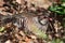 French partridge alectoris rufa