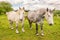 French percherons horses, Perche province, France