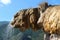 French Petrified Fountain of RÃ©otier in the Hautes-Alpes