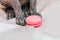 French pink macaroon cookies in the paws of a sphinx cat head.