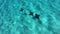 French Polynesia Eagle Rays underwater diving video from coral reef lagoon, Pacific Ocean. Marine life, fish, eagle ray