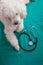 French poodle with a stethoscope