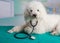 French poodle with a stethoscope