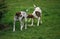 French Pyrenean Pointe, Male smelling a Female in Heat