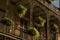 French Quarter balcony with plants