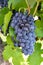 French red and rose wine grapes plant, first new harvest of wine grape in France, Costieres de Nimes AOP domain or chateau