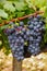 French red and rose wine grapes plant, first new harvest of wine grape in France, Costieres de Nimes AOP domain or chateau