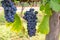 French red and rose wine grapes plant, first new harvest of wine grape in France, Costieres de Nimes AOP domain or chateau