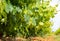 French red and rose wine grapes plants in row, Costieres de Nimes AOP domain or chateau vineyard, France