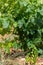 French red and rose wine grapes plants in row, Costieres de Nimes AOP domain or chateau vineyard, France