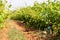 French red and rose wine grapes plants in row, Costieres de Nimes AOP domain or chateau vineyard, France