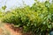 French red and rose wine grapes plants in row, Costieres de Nimes AOP domain or chateau vineyard, France