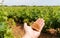 French red and rose wine grapes plants in row, Costieres de Nimes AOP domain or chateau vineyard, France. Iron rich galets stones