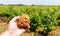 French red and rose wine grapes plants in row, Costieres de Nimes AOP domain or chateau vineyard, France. Iron rich galets stones