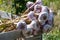 French red and rose wine grapes plants in row, Costieres de Nimes AOP domain or chateau vineyard, France. Iron rich galets stones