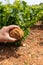 French red and rose wine grapes plants in row, Costieres de Nimes AOP domain or chateau vineyard, France. Iron rich galets stones