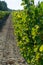 French red and rose wins grapes plantation, harvest of wine grape in France on domain or chateau vineyard close up