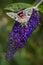 The French red underwing moth - Catocala elocata