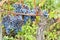 French red wine grapes plant growing harvest of wine grape chateau vineyard close up Bordeaux in France
