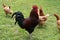 French rooster and chickens in farm