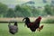 French rooster and chickens in farm