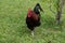 French rooster in farm on green grass