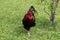 French rooster in farm on green grass