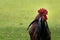 French rooster in farm with space for text