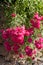 A French Rose bush hanging in the sun on the side of a stone wall