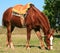 French Saddle Horse