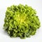 FRENCH SALAD CALLED CORNE DE CERF lactuca sativa AGAINST WHITE BACKGROUND