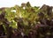 French Salad called Corne de Cerf, lactuca sativa against White Background