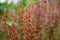 French sorrel (Rumex scutatus)