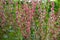 French sorrel (Rumex scutatus)