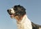 French spaniel in blue sky