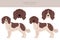 French spaniel clipart. Different poses, coat colors set