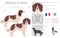 French spaniel clipart. Different poses, coat colors set