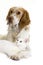 French Spaniel Male Dog Cinnamon Color and White Domestic Cat