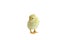 French Splash Copper Maran Chick Isolated over a White Background
