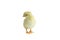 French Splash Copper Maran Chick Isolated over a White Background