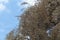 French tamarisk tree Tamarix gallica