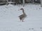 French Toulouse Goose on Snow Covered Farm Pasture