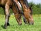 French Trotter Horse, Mare with Foal eating Grass, Normandy