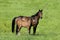 French Trotter Horse, Mare with Foal standing in Meadow, Normandy