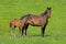 French Trotter Horse, Mare with Foal standing in Measow, Normandy