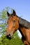 French Trotter Horse, Portrait of Mare, Normandy